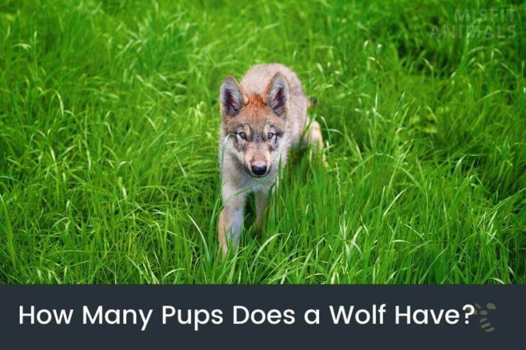 How Many Pups Do Wolves Have? (Wolf Breeding Facts)