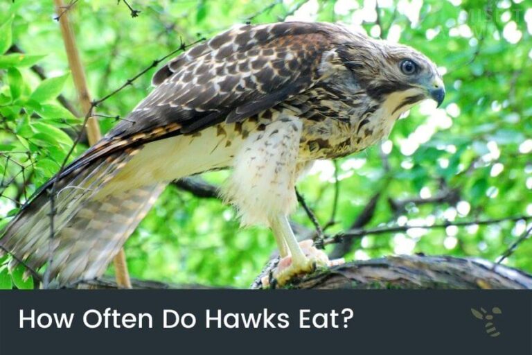 How Much & How Often Do Hawks Eat? Misfit Animals