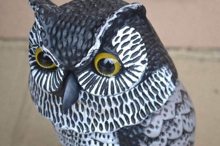 What Are Hawks Afraid Of? (Predators & Repellants)