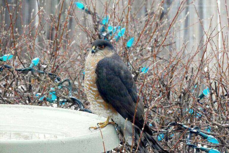 Surprise What Hawks Actually Eat Its Not Plants - 7irzf7z