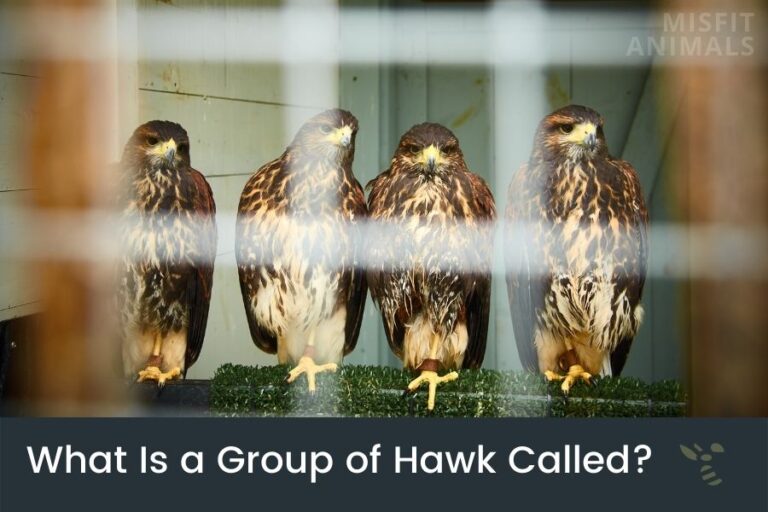 What Is A Group Of Hawks Called? (Hawks’ Social Behavior)