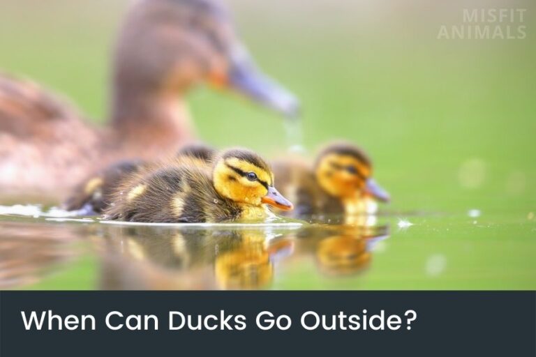 When Can Ducks Go Outside? (Things To Consider)