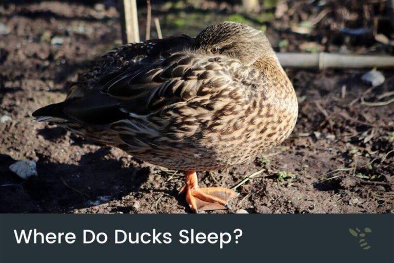 Where & How Do Ducks Sleep? (The Adaptable Sleepers)