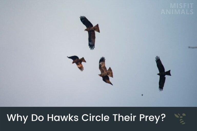Why Do Hawks Circle Their Prey? Hawks & Thermals
