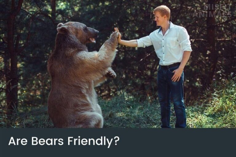 Are Bears Friendly? (Can You Befriend A Bear?)