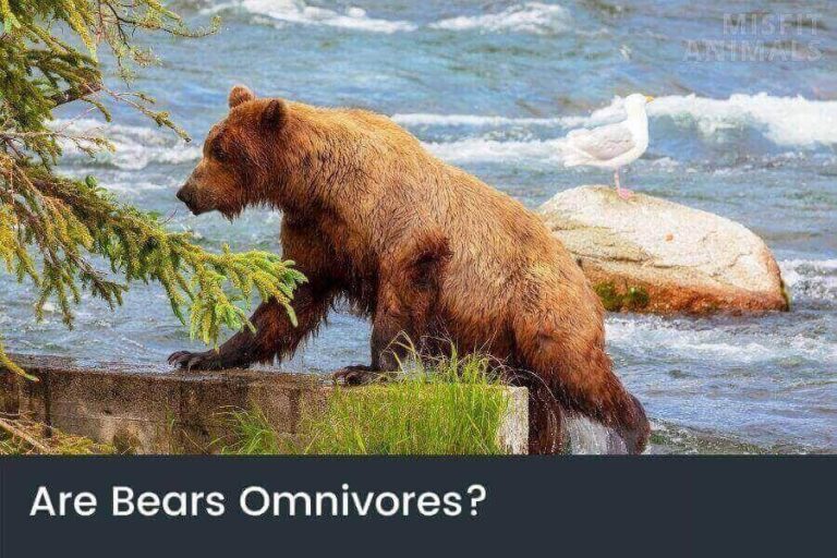 What Do Bears Eat? (Full List Of A Bears Diet)