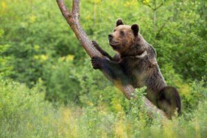 Do Bears Eat Honey Or Is It A Myth? Misfit Animals