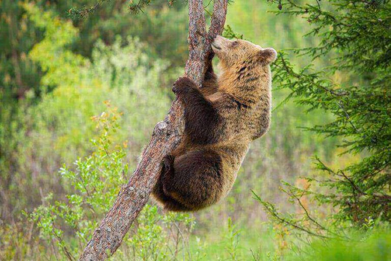 Can Grizzly Bears Climb Trees Or Are They Too Big?