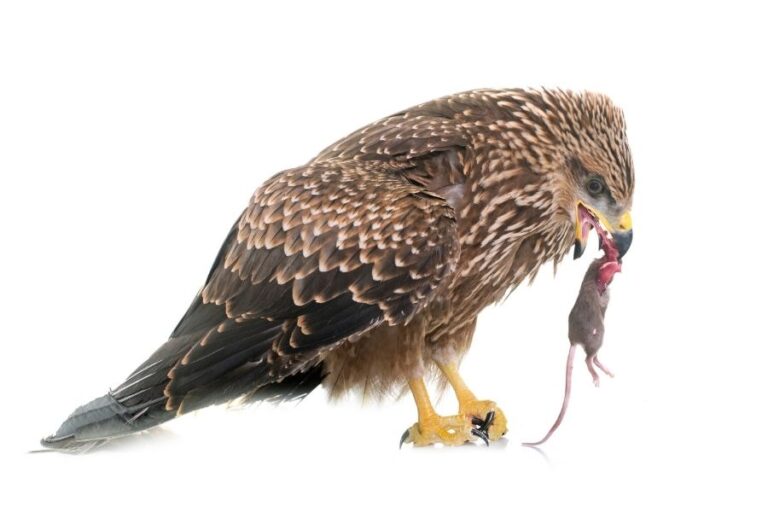 How Do Hawks Kill Their Prey? (Sharp Talons & Speed)