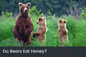 Do Bears Eat Honey Or Is It A Myth? Misfit Animals