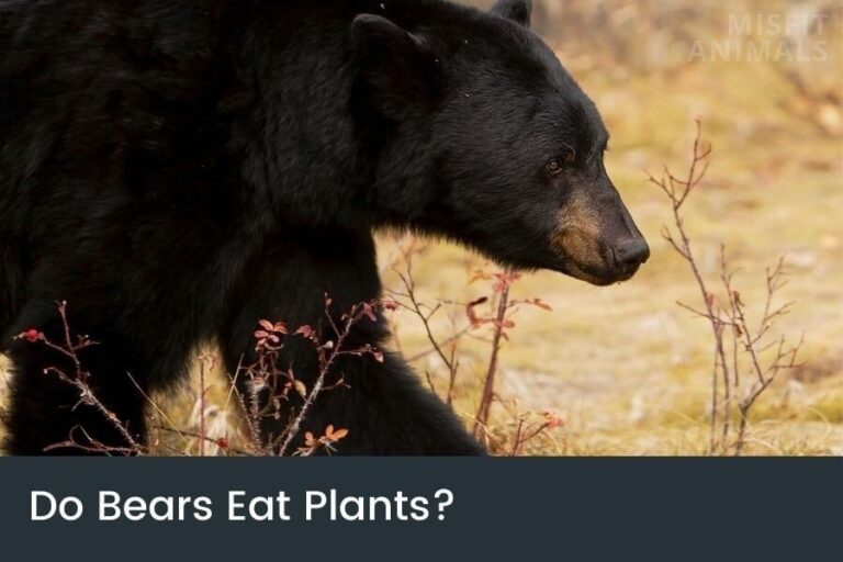What Do Bears Eat? (Full List Of A Bears Diet)
