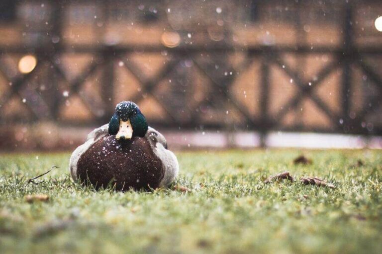 Where & How Do Ducks Sleep? (The Adaptable Sleepers)