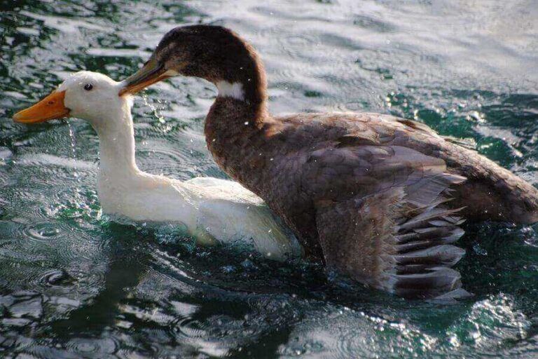 how-do-ducks-mate-the-horrifying-facts-misfit-animals
