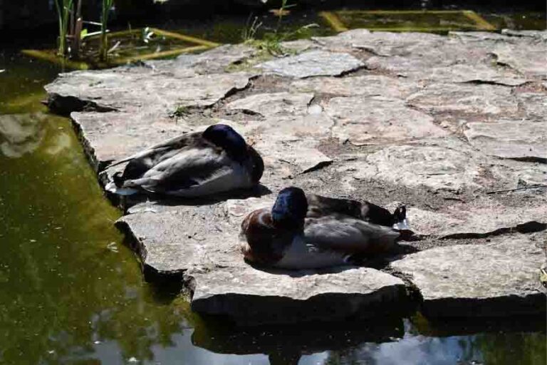 Where & How Do Ducks Sleep? (The Adaptable Sleepers)