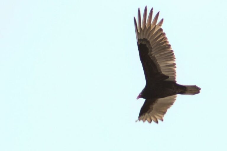 Why Do Hawks Circle Their Prey? Hawks & Thermals