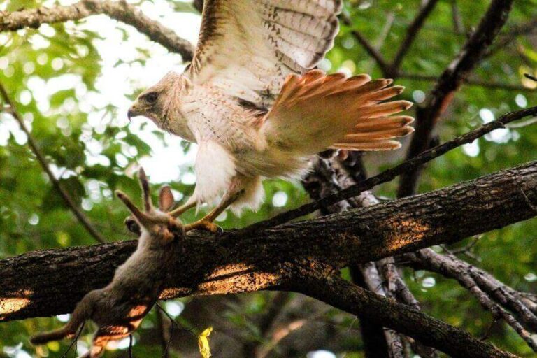 Are Hawks Dangerous To Humans & Pets? Misfit Animals