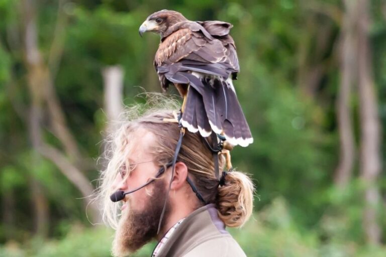 Are Hawks Dangerous To Humans & Pets? Misfit Animals