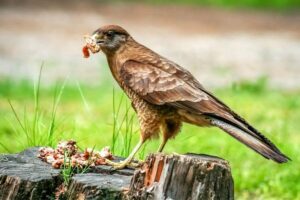 Do Hawks Eat Birds & Which Ones? Misfit Animals