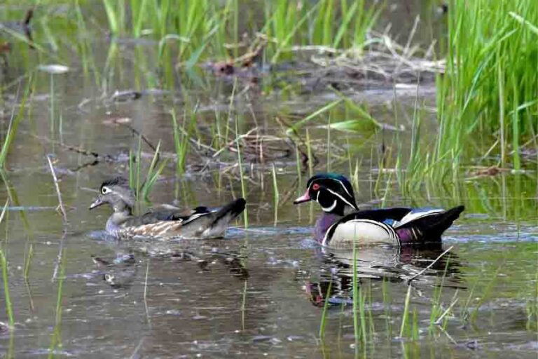 How Do Ducks Mate? (The Horrifying Facts) Misfit Animals