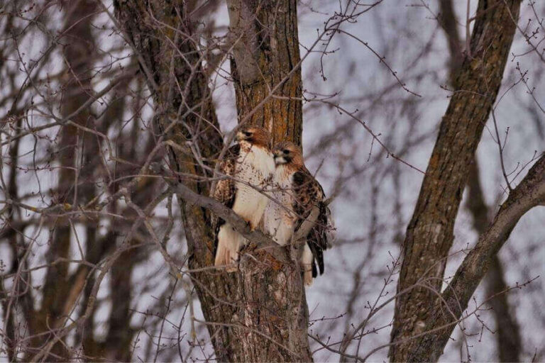 What Is A Group Of Hawks Called? (Hawks’ Social Behavior)