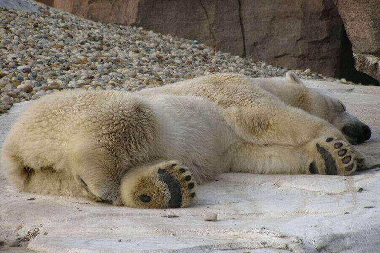 Where Do Bears Sleep? (At Night & During Hibernation)