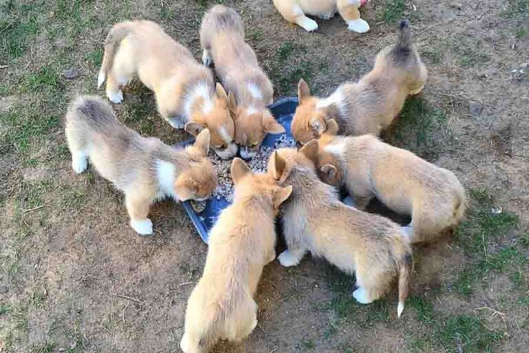 Do Puppies Know When To Stop Eating? Risks From Overeating