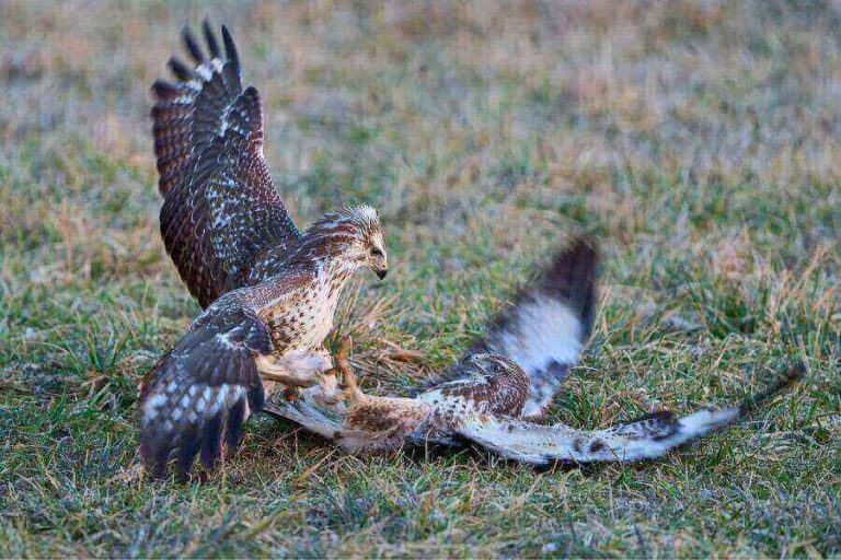 Why Do Hawks Screech & What Do Hawk Calls Sound Like?