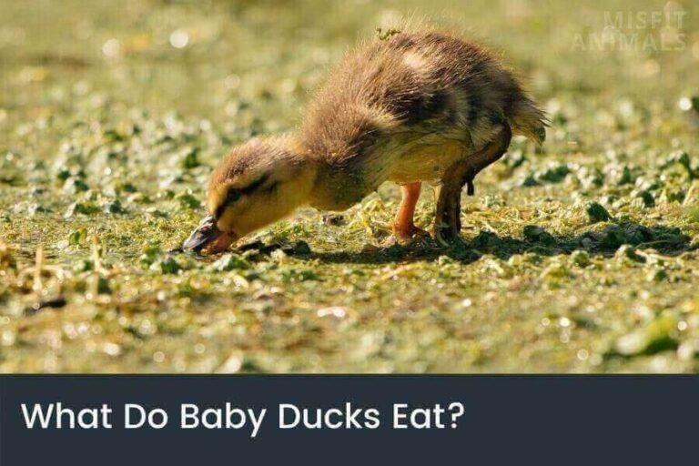 Baby Ducks & How To Raise Them (Guide To Duck Care)