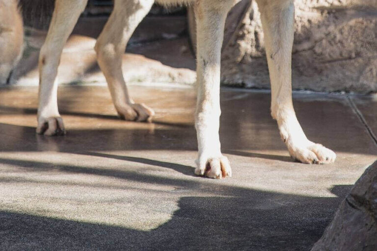 Wolf Claws What Are Wolves' Claws Used For?