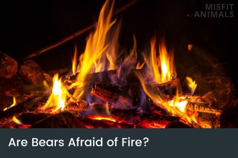 Are Bears Afraid Of Fire? (How To Scare Bears Away)
