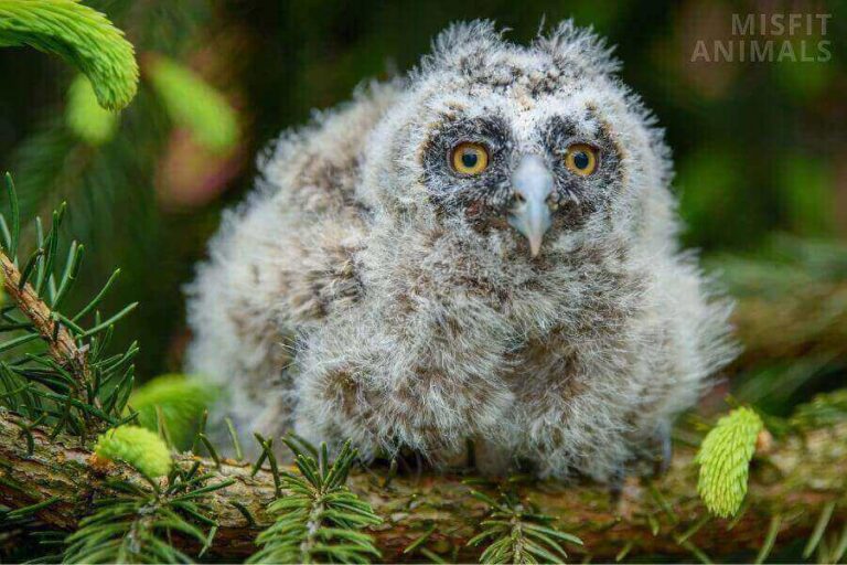 Baby Owl What Do You Call Them & What Do They Look Like?