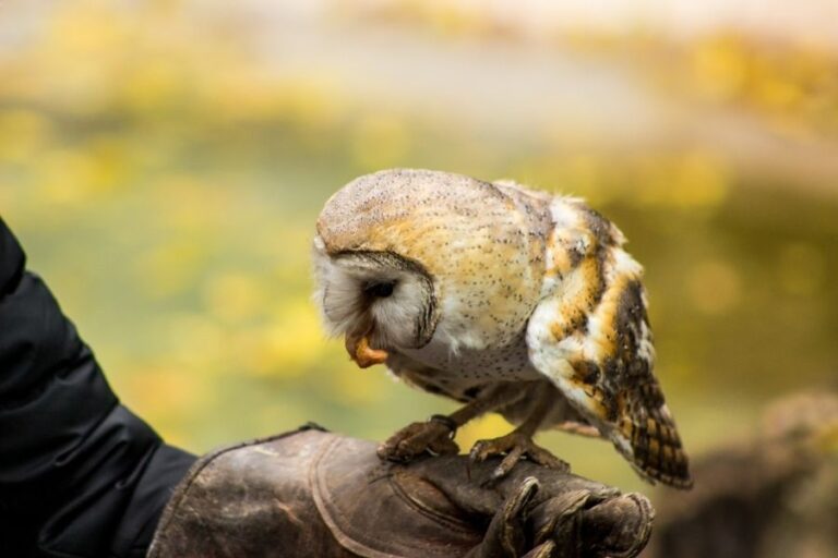 Can You Have A Pet Owl? (5 Species That Can Be Pets)
