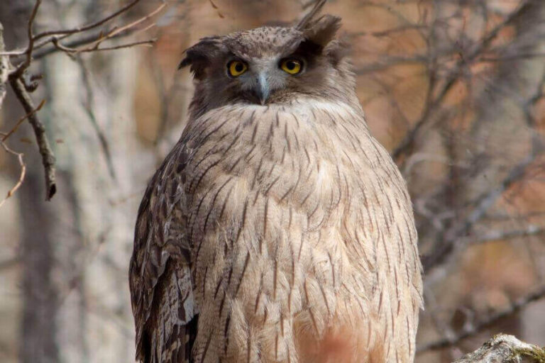 Top 5 Largest Owl Species (A Complete Overview Of)