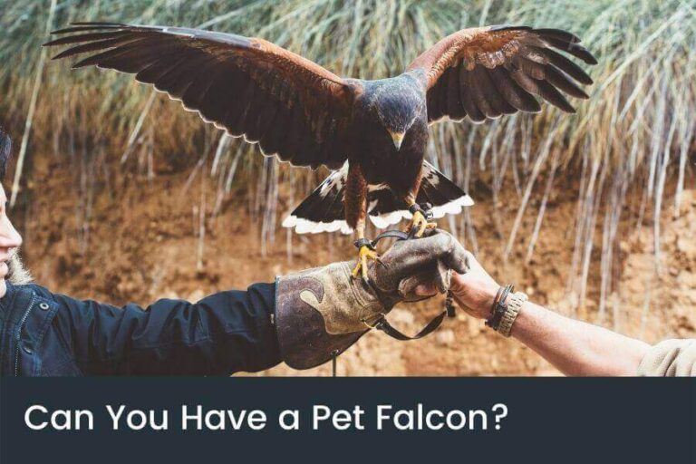 Can You Have A Pet Falcon? The Costs & Rules Of Falconry