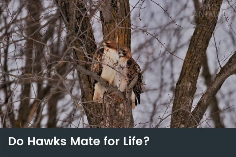 Do Hawks Mate For Life? (Mating & Nesting Behavior)