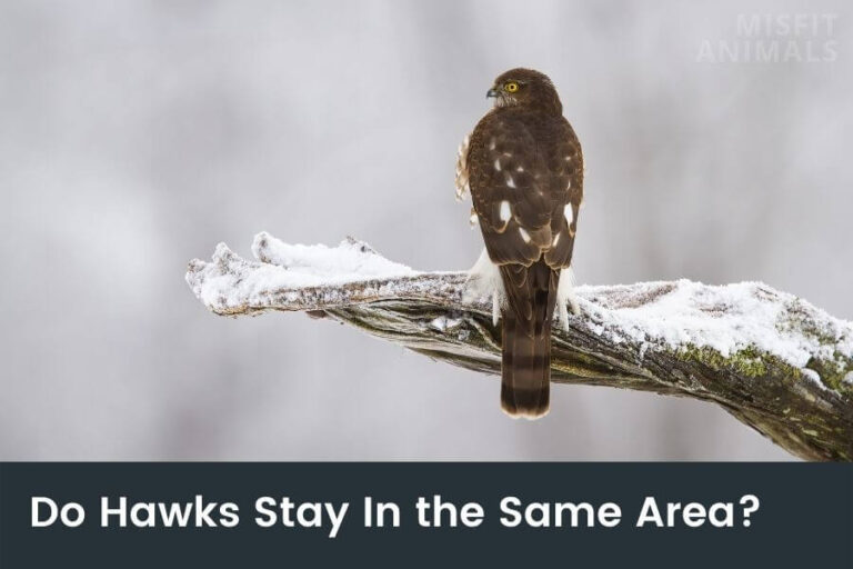 Do Hawks Stay In The Same Area? (And For How Long?)