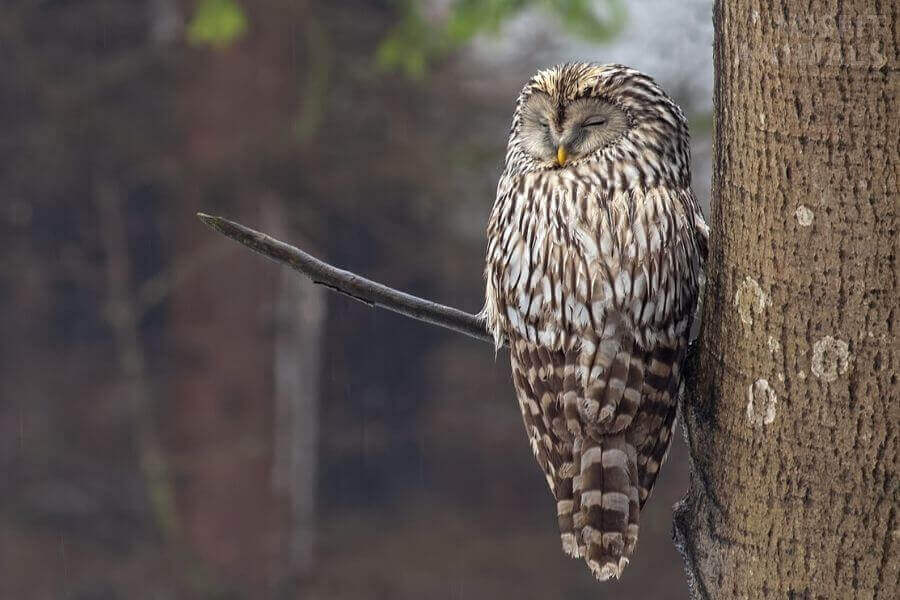 Do Owls Sleep During The Day Sleep Pattern Of Owls 