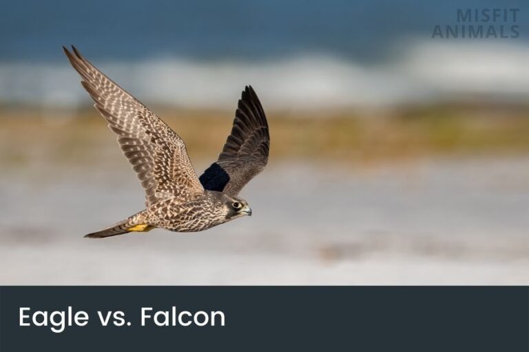 Eagle Vs. Falcon The Main Differences & Similarities