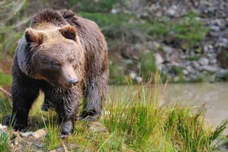 Are There Bears In England & Which Ones? | Misfit Animals