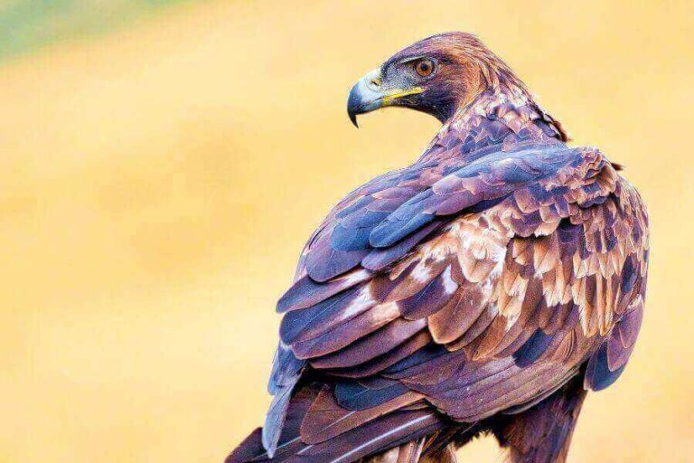 Eagle Vs Hawk Main Differences & Similarities Explained