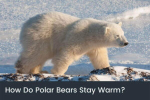 How Do Polar Bears Stay Warm? (What You Need to Know) How Do Polar Bears Stay Warm