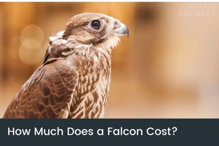 How Much Does A Falcon Cost? (Buying Price & Upkeep)