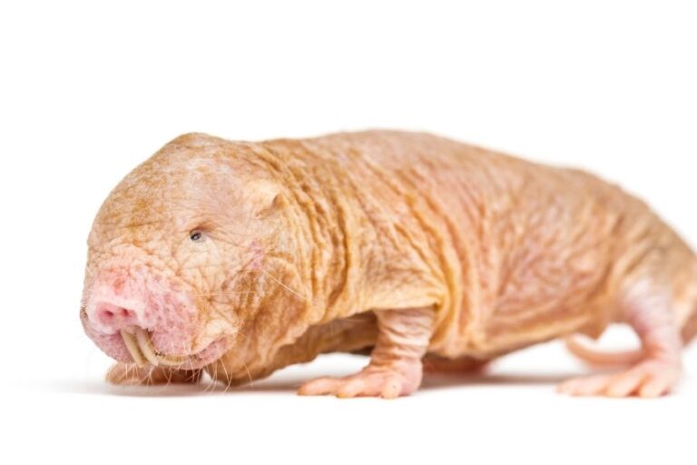 What Do Naked MoleRats Eat? (The Full List)