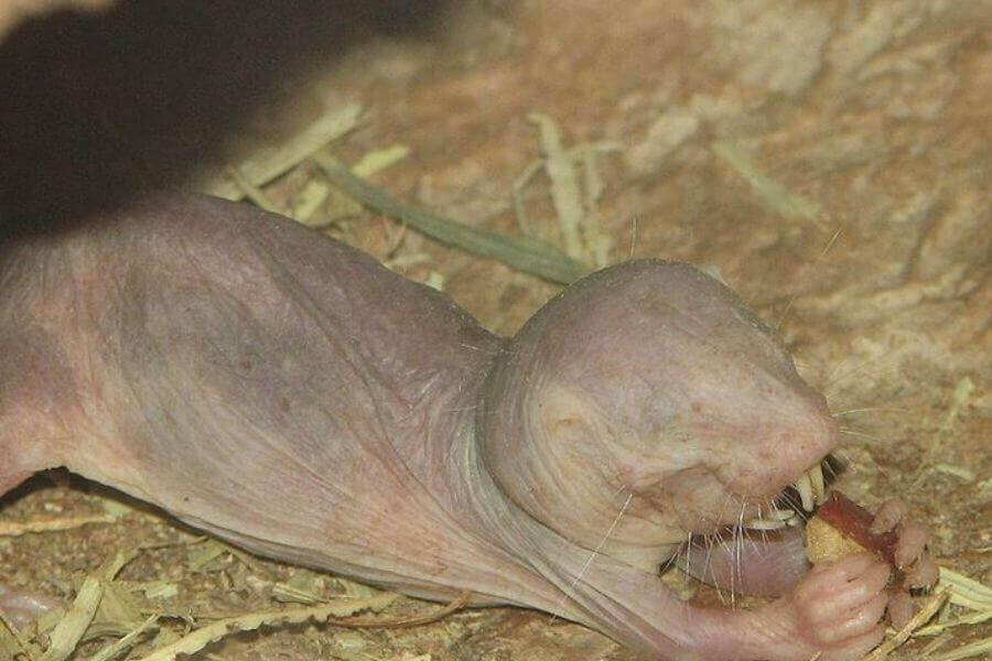Baby Naked Mole Rats Beginning Of A Fascinating Life Cycle