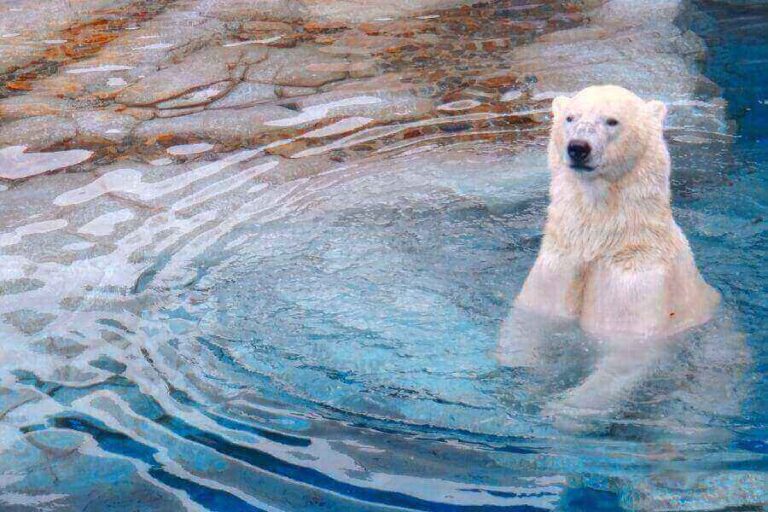 How Do Polar Bears Stay Warm? (What You Need To Know)