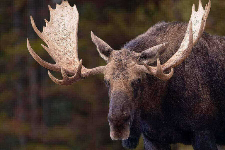 Animals With Antlers List (8 Common Animals With Antlers)