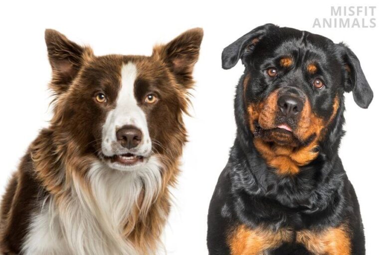 Rottweiler Border Collie Mix A Look Into The Designer Breed