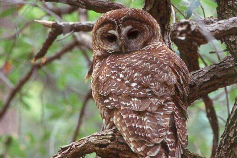 Spotted Owl Facts, Identification, Size, Habitat & More