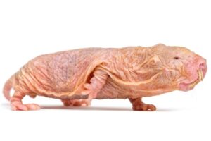 Baby Naked Mole Rats Beginning Of A Fascinating Life Cycle