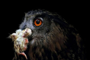 Do Owls Eat Cats? (Complete Guide For Cat Owners)